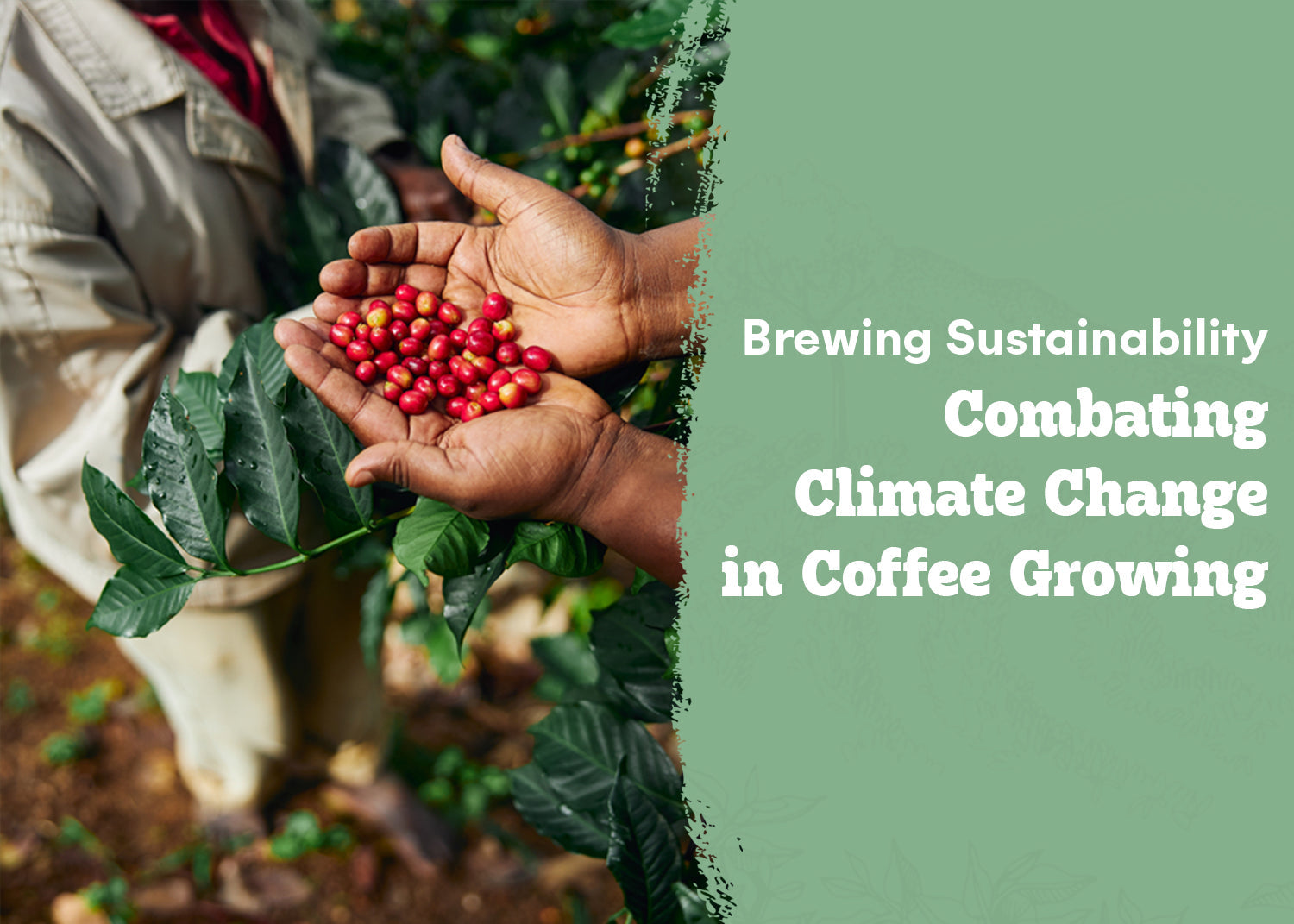 Brewing Sustainability: Combating Climate Change in Coffee Growing